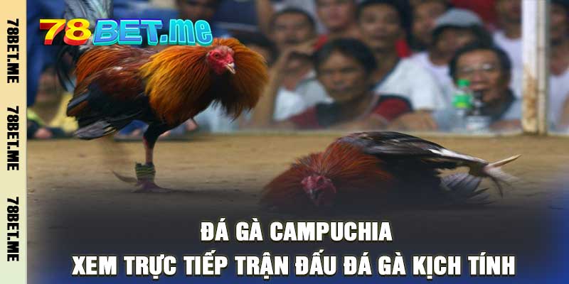 Đá Gà Campuchia Xem Trực Tiếp Trận Đấu Đá Gà Kịch Tính